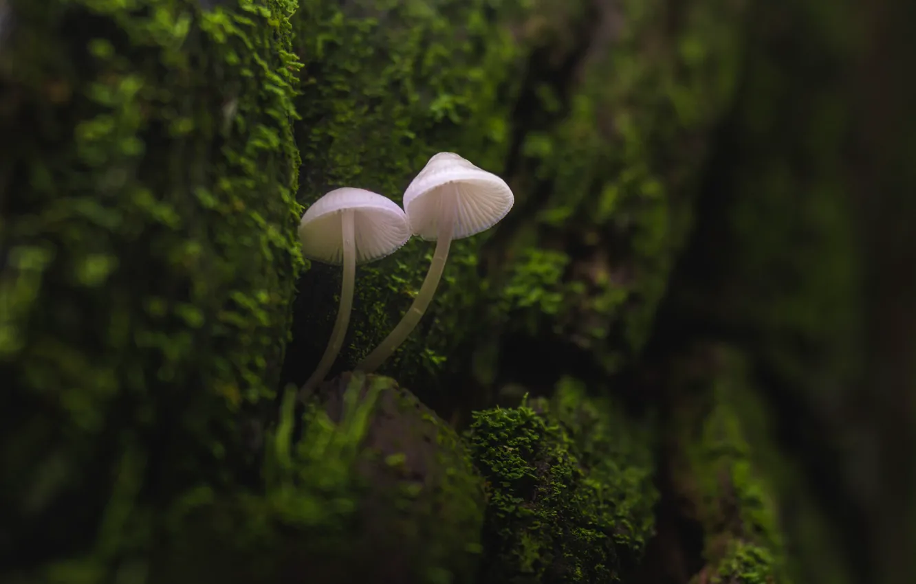 Photo wallpaper mushrooms, moss, mycena
