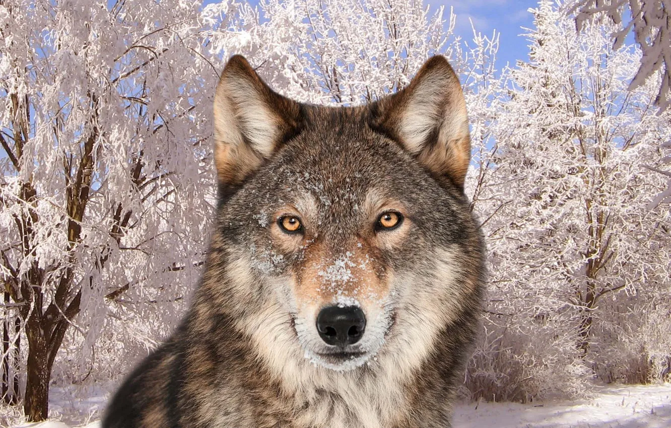 Photo wallpaper Predator, nature, snow, face, animal, wolf, canis lupus, wildlife