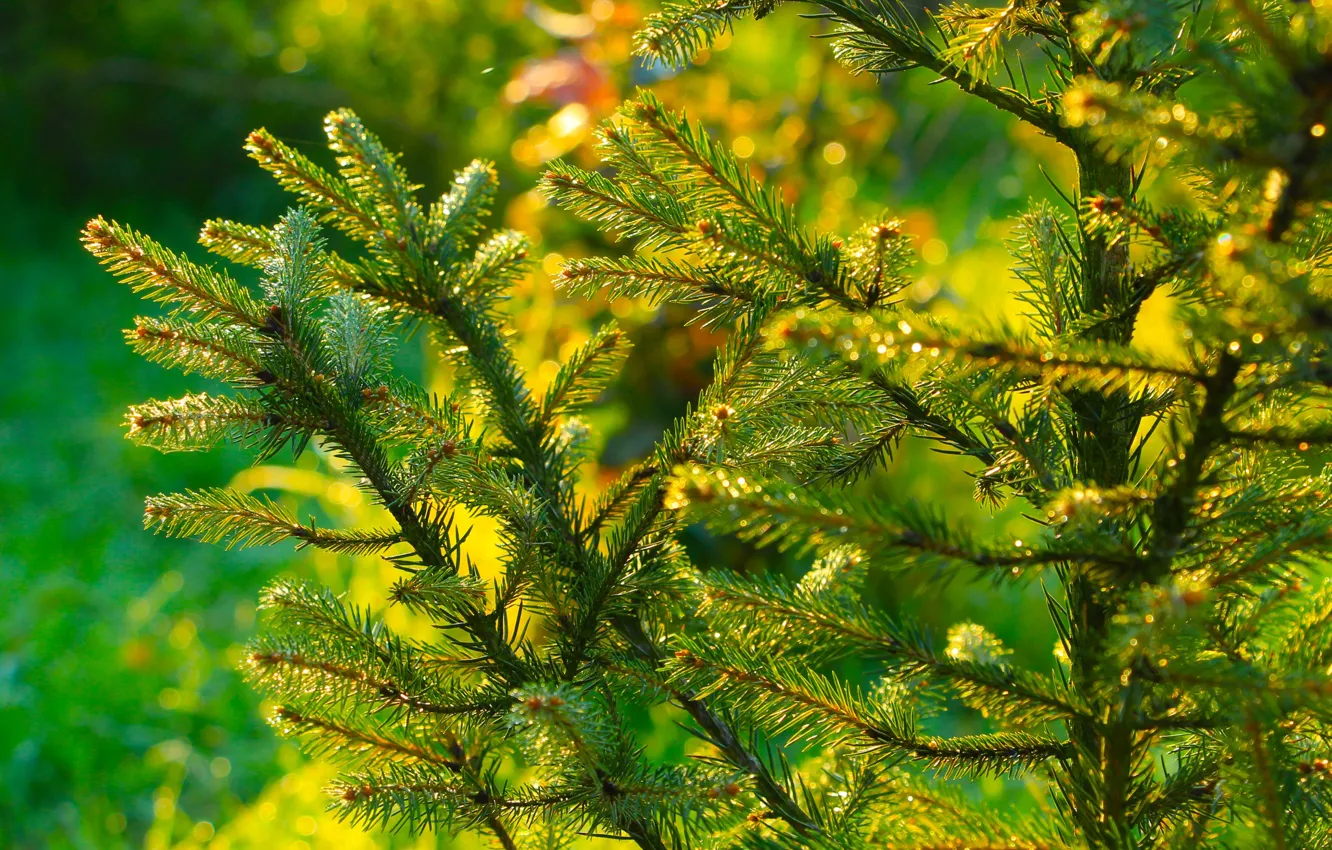 Photo wallpaper green, forest, tree, pine