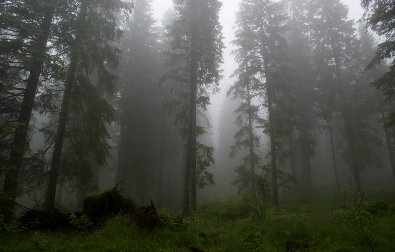 Photo wallpaper forest, trees, nature, fog