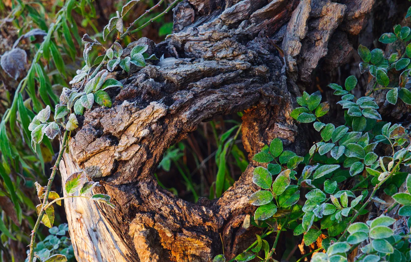 Photo wallpaper frost, greens, grass, macro, trees, branches, nature, stump