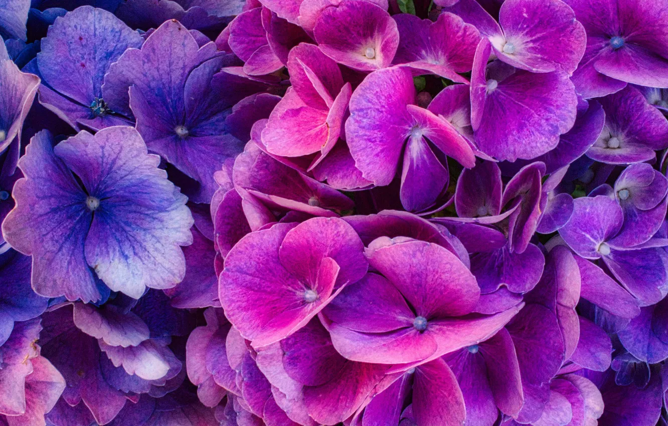 Photo wallpaper Nature, Flower, hydrangea, Flora, To Bloom In The Summer