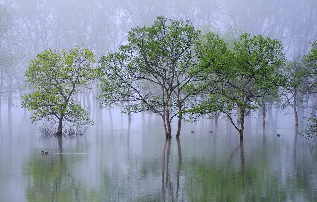 Photo wallpaper water, trees, nature, fog, river, duck, spring, morning