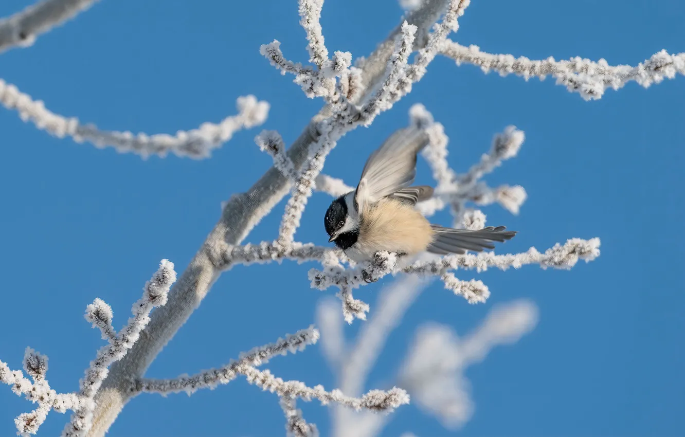 Photo wallpaper winter, frost, snow, trees, branches, bird, frost, tit