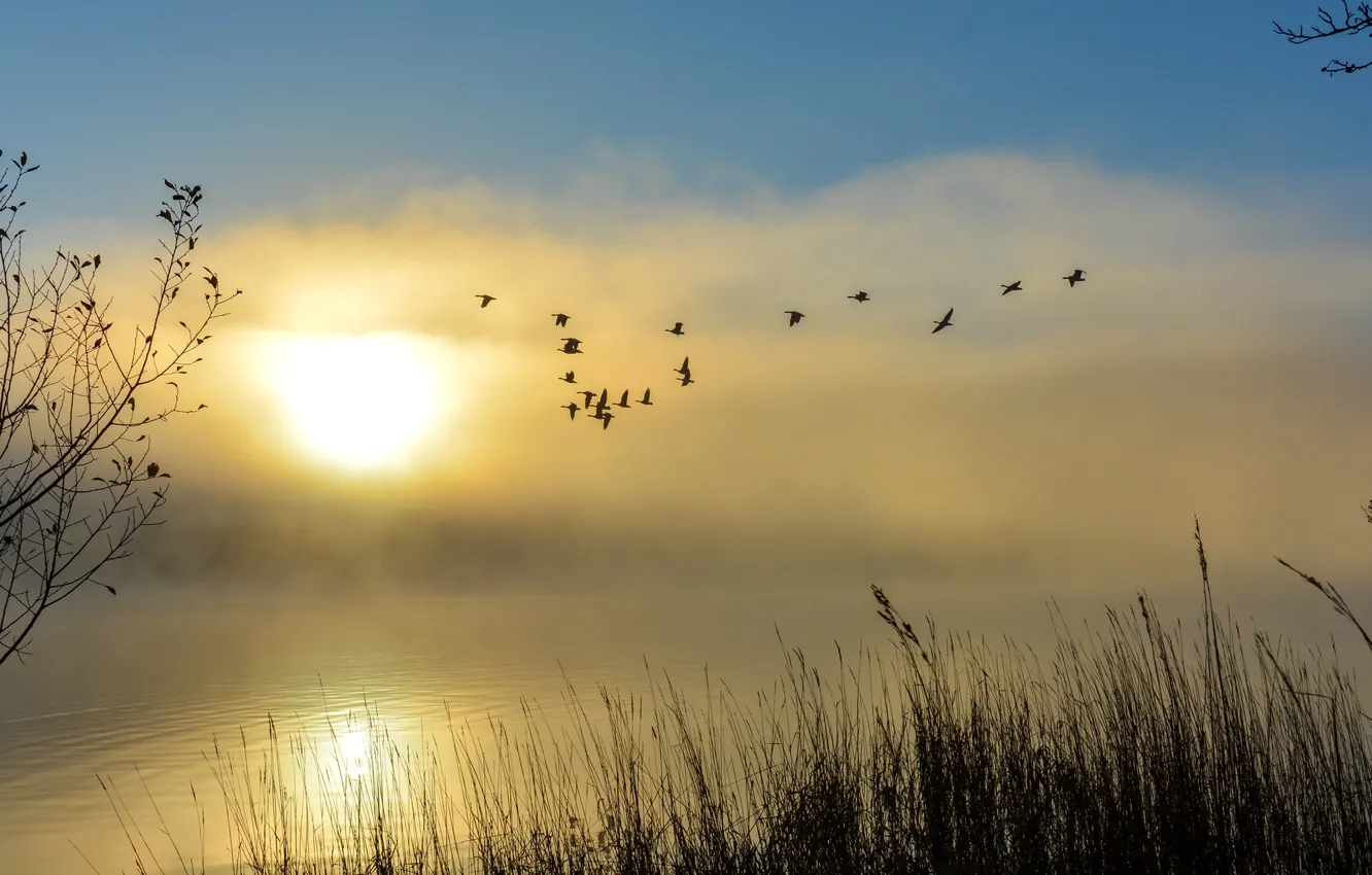 Photo wallpaper the sky, the sun, flight, lake, dawn, bird, pack, swans
