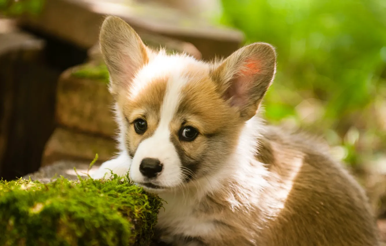 Photo wallpaper puppy, Welsh Corgi, Pembroke