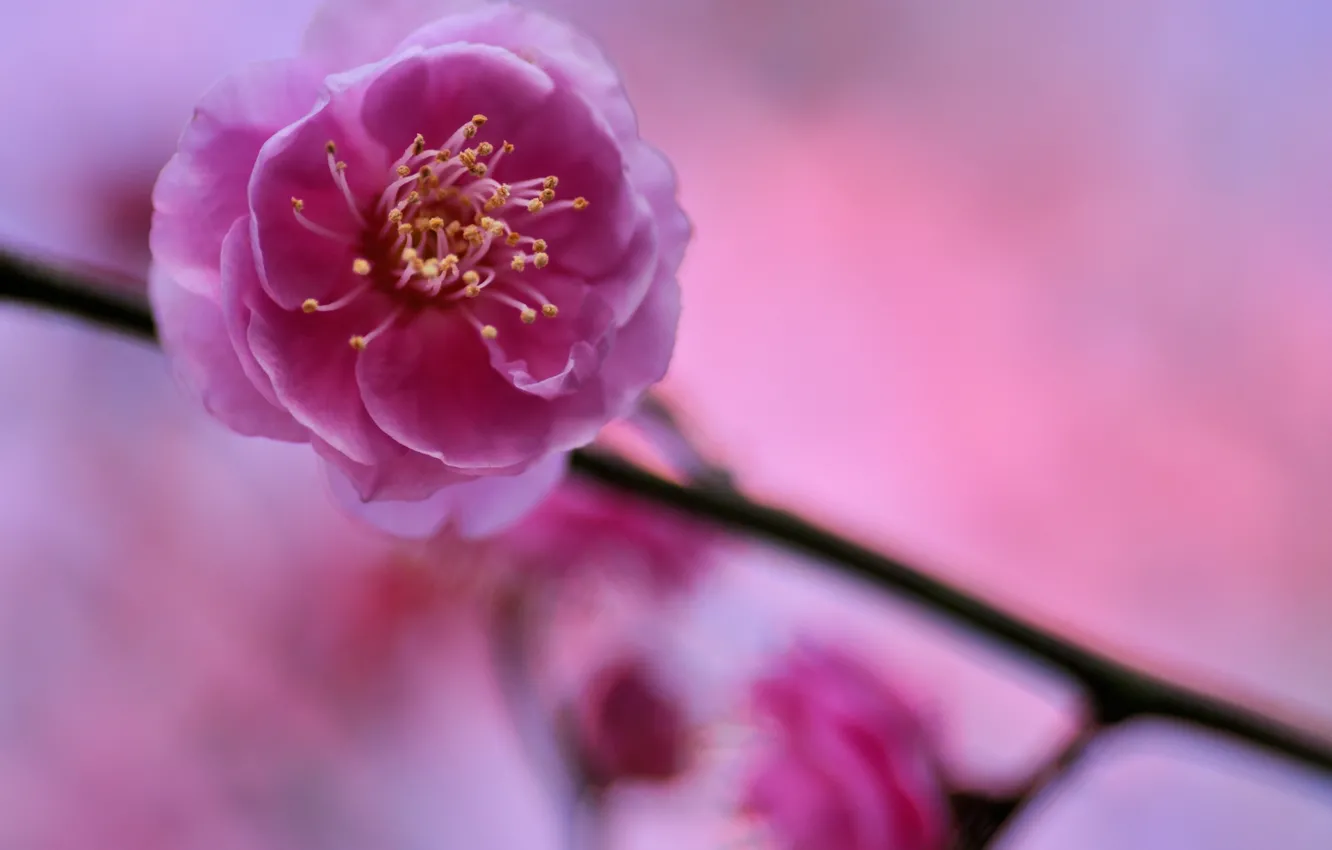 Photo wallpaper macro, trees, flowers, sprig, petals, blur, pink, drain