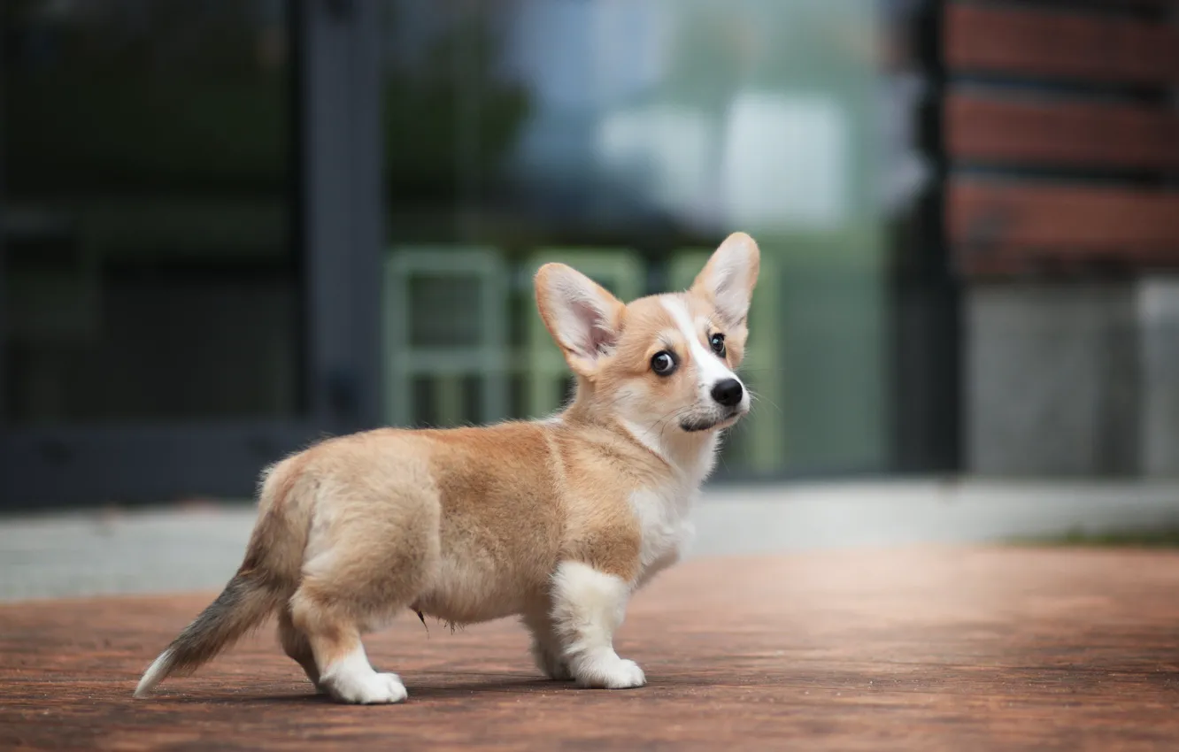 Photo wallpaper look, pose, home, dog, baby, yard, puppy, face