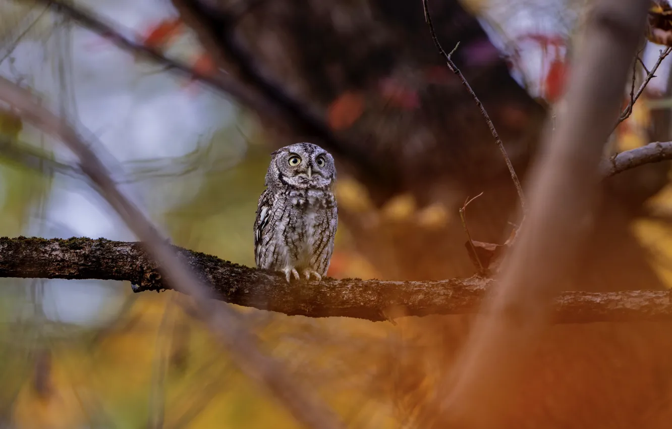 Photo wallpaper autumn, look, leaves, trees, branches, nature, owl, bird