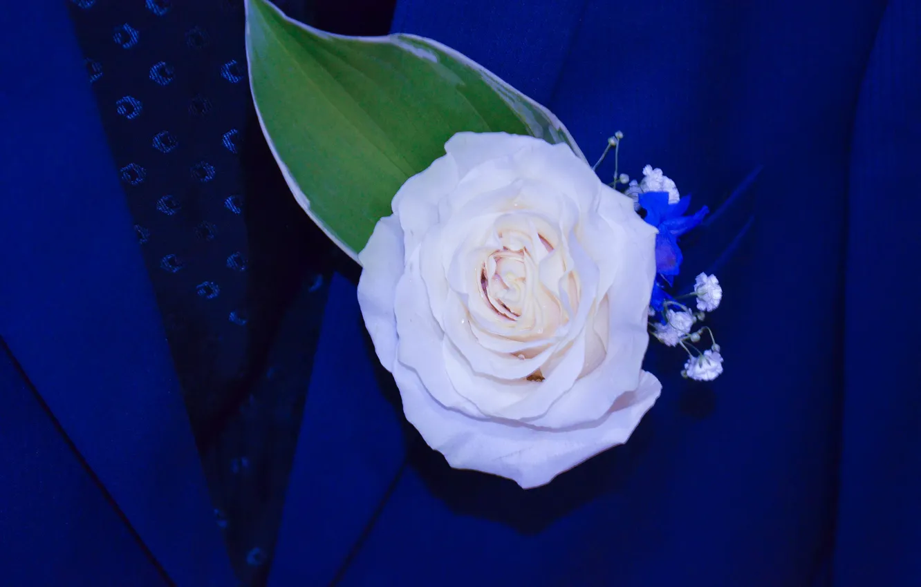 Photo wallpaper flowers, holiday, white, rose, costume, blue, wedding, the groom