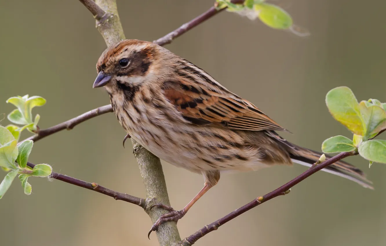 Photo wallpaper leaves, branches, nature, bird, beak, tail, Reed Bunting