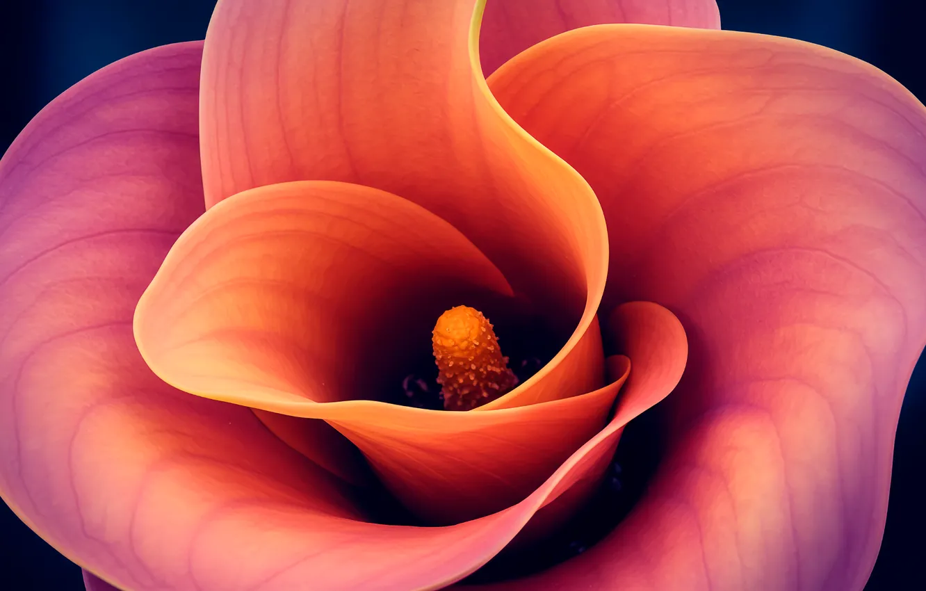 Photo wallpaper flowers, orange, background, Wallpaper, art, wallpaper, flower, art