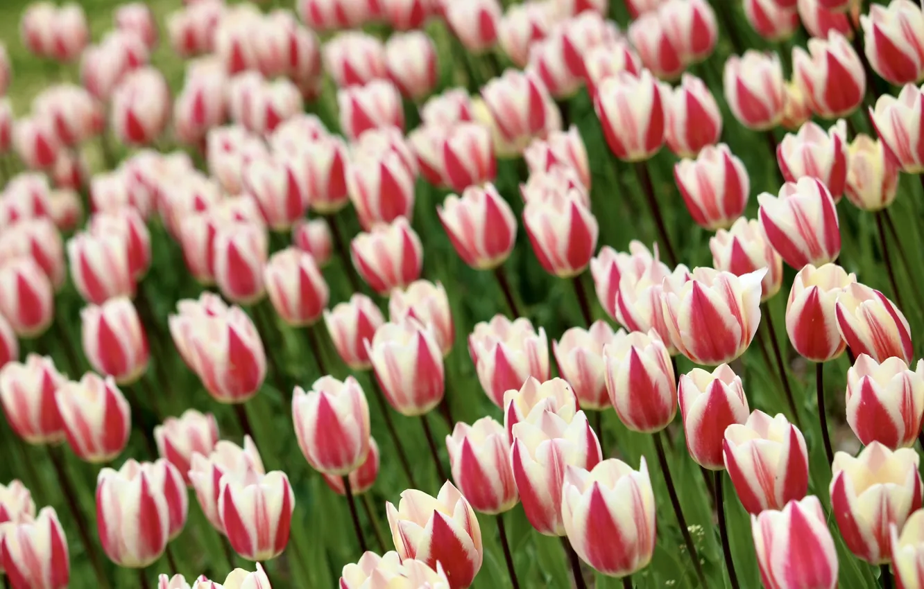 Photo wallpaper field, flowers, spring, tulips, flowerbed, a lot, plantation, two-tone