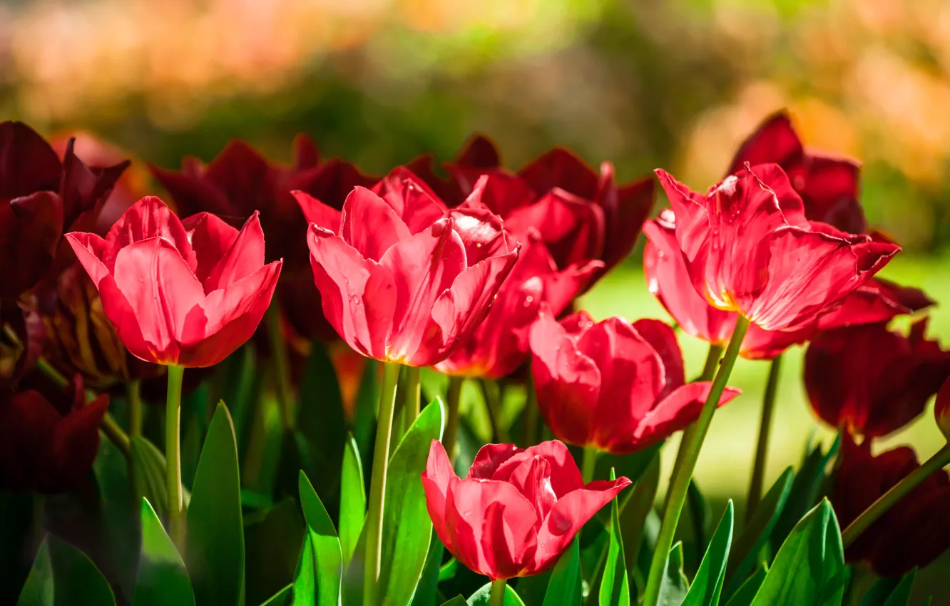 Photo wallpaper flowers, red, spring, tulips, flowerbed, bokeh