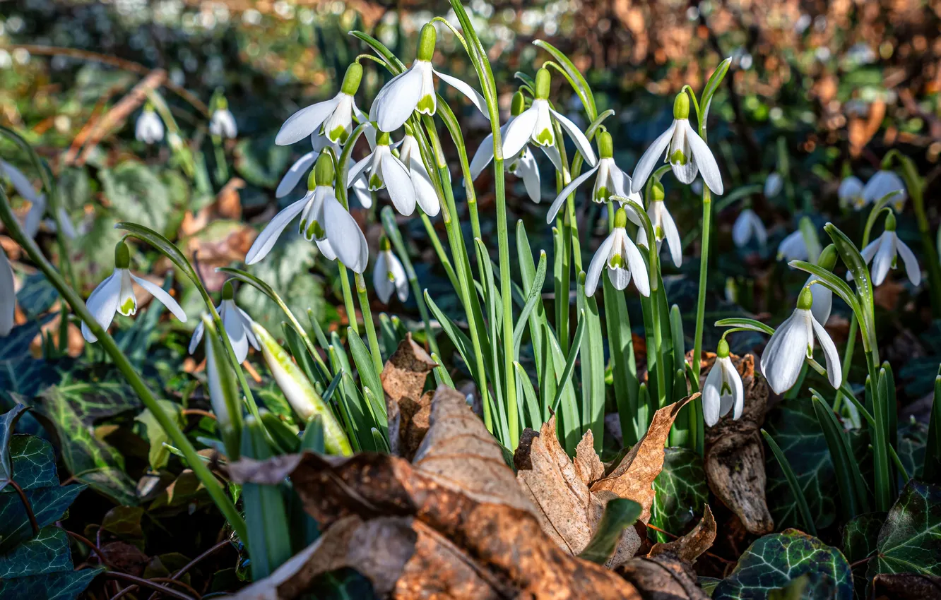 Photo wallpaper leaves, spring, snowdrops