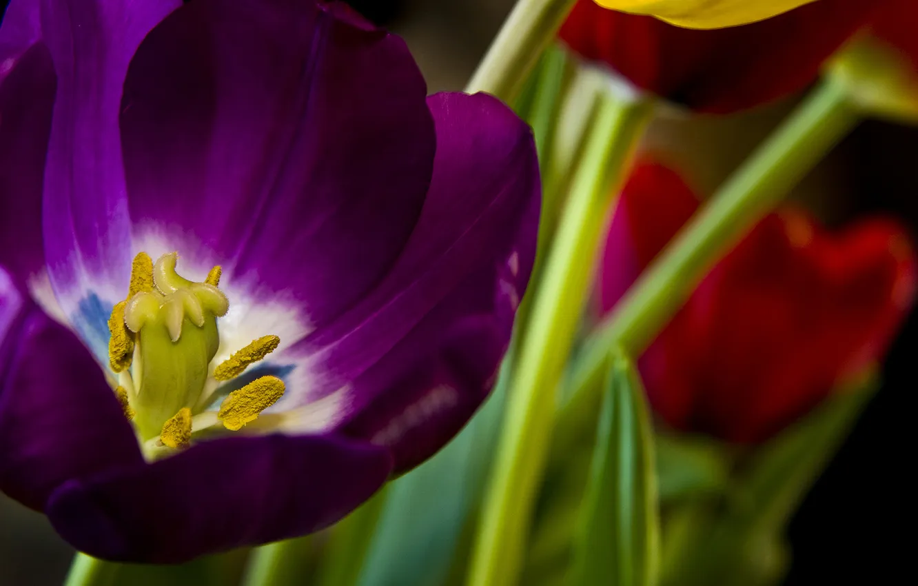 Photo wallpaper flower, Tulip, petals, meadow