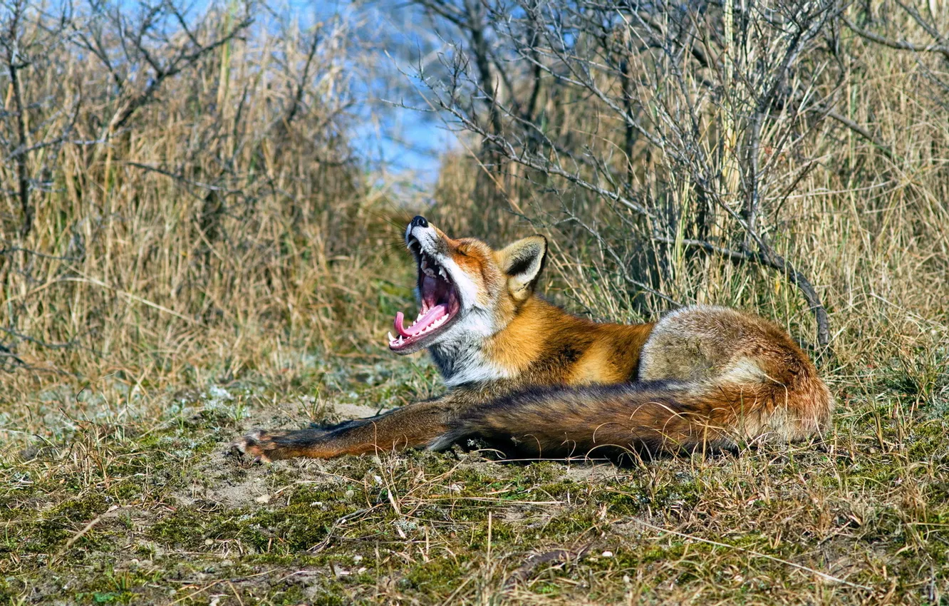 Photo wallpaper nature, mouth, Fox