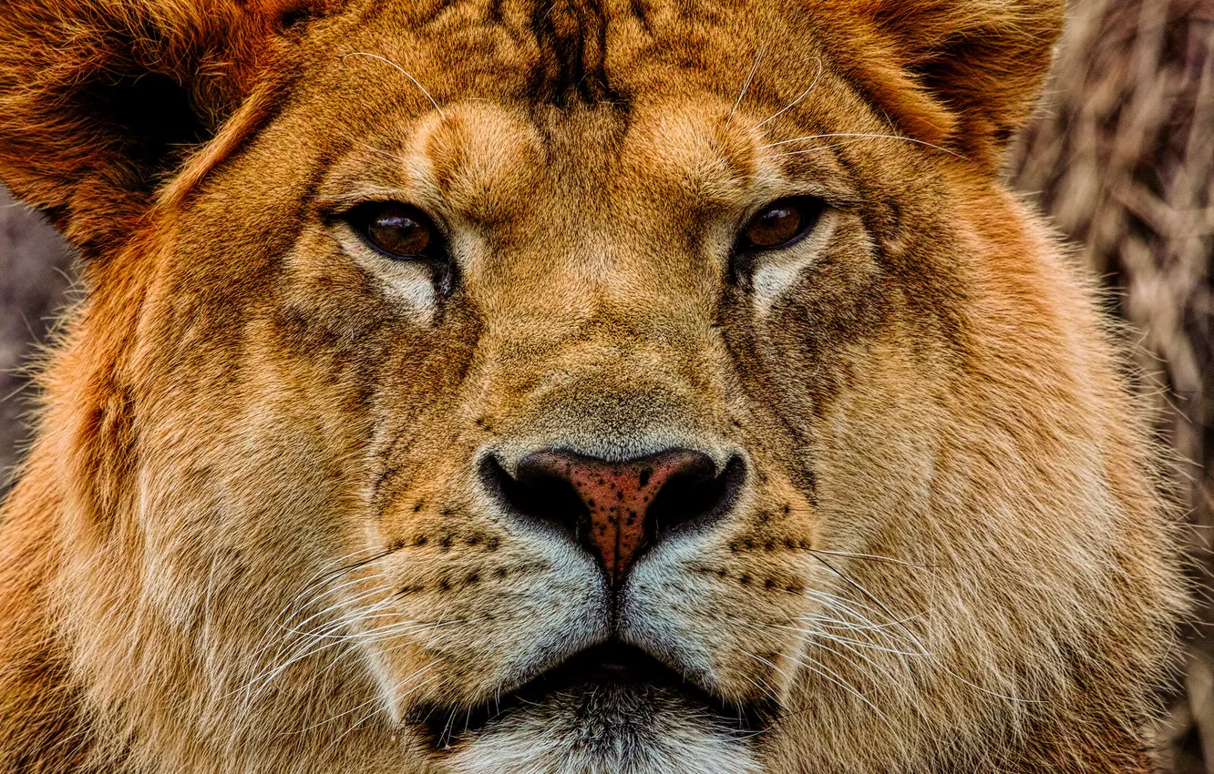 Photo wallpaper look, face, lioness