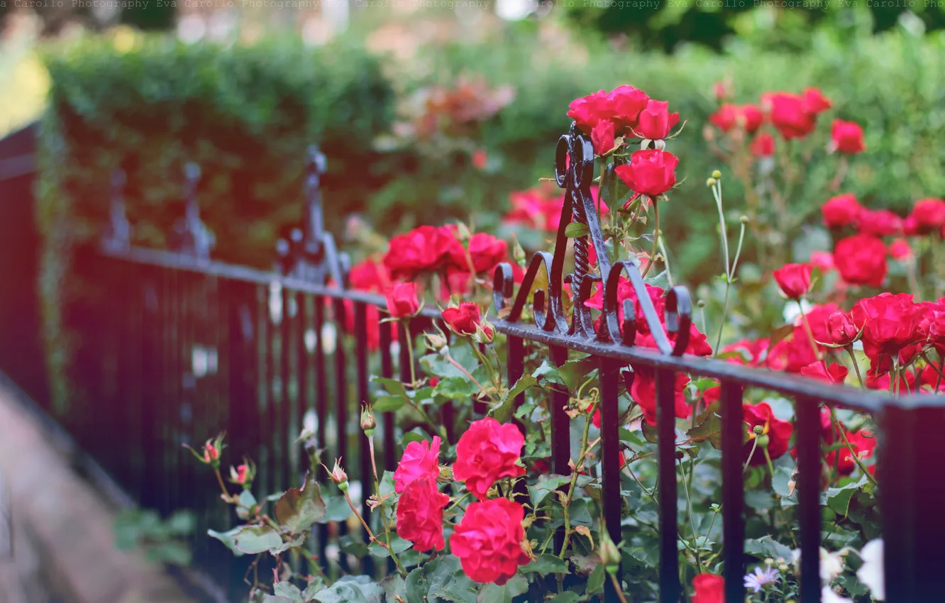 Photo wallpaper flowers, the fence, fence, petals