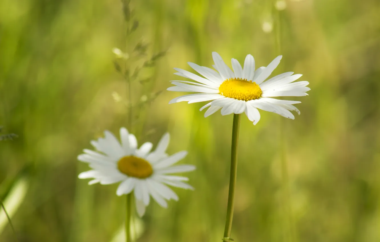 Photo wallpaper flowers, nature, chamomile, spring