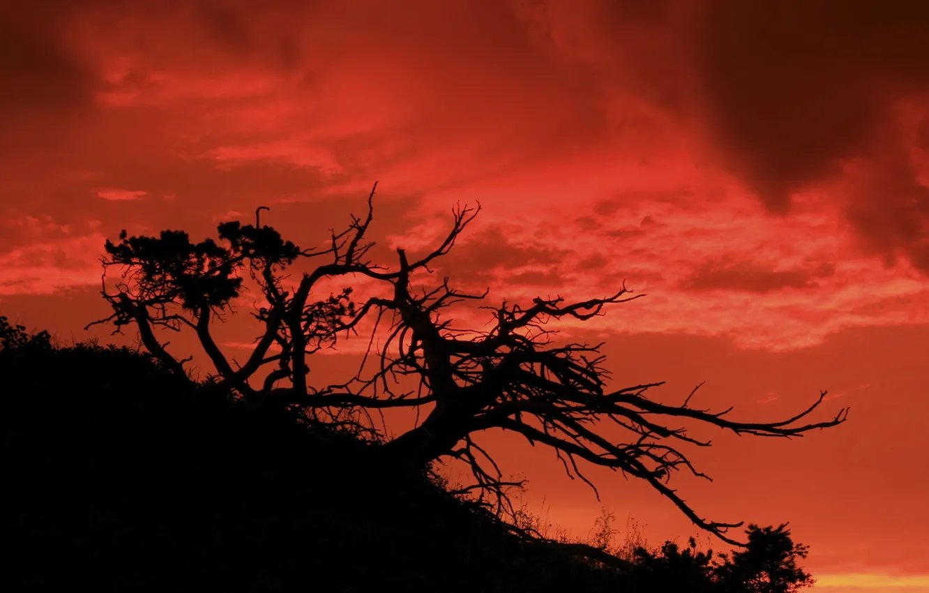 Photo wallpaper the sky, trees, sunset, branches, slope, silhouette, trunk