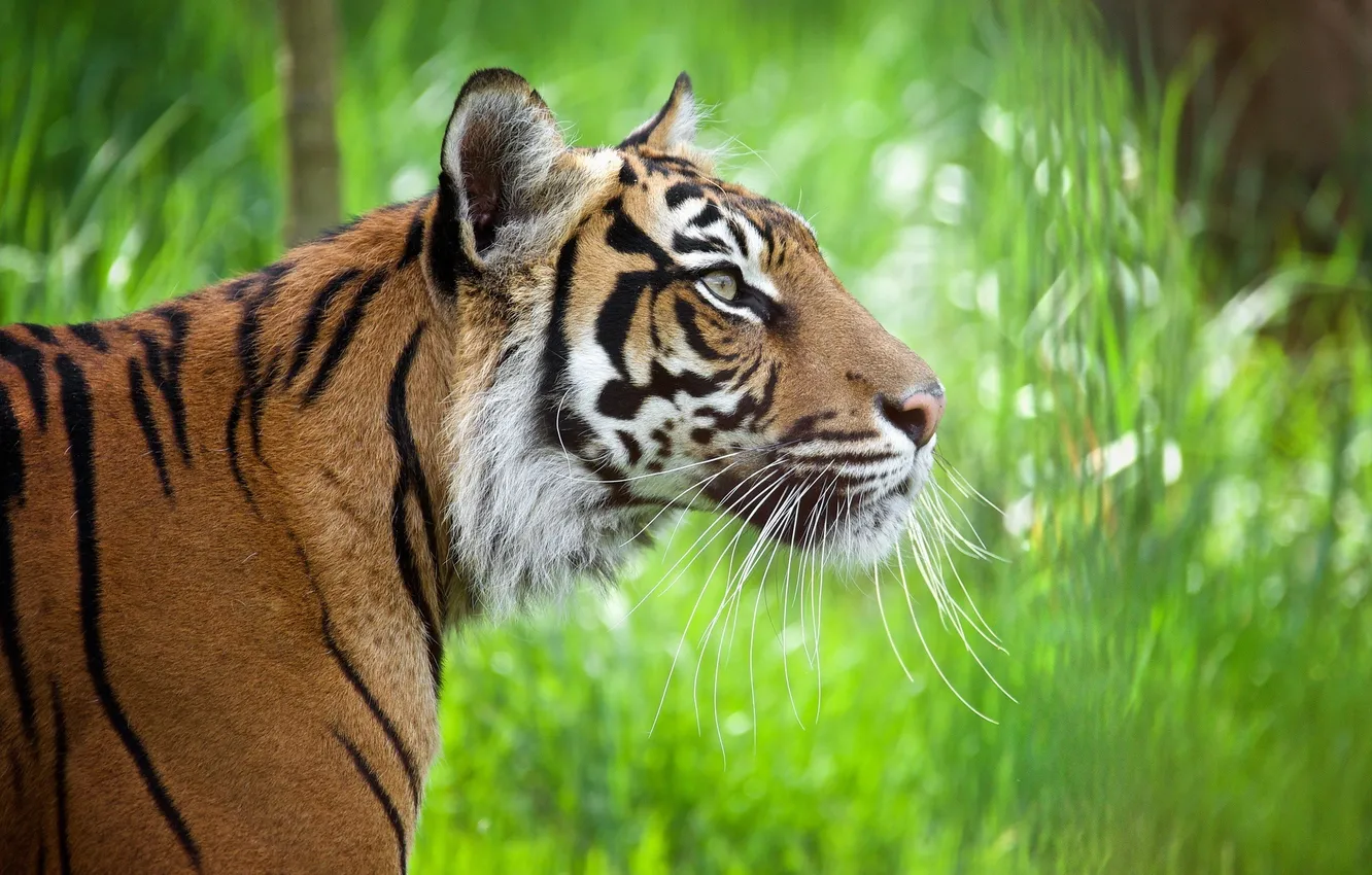 Photo wallpaper face, strips, tiger, predator, profile, wild cat