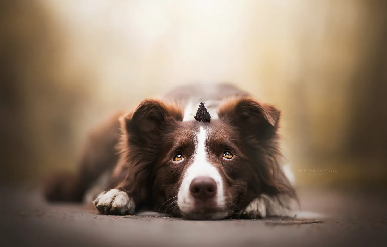 Photo wallpaper look, face, butterfly, dog, bokeh, the border collie