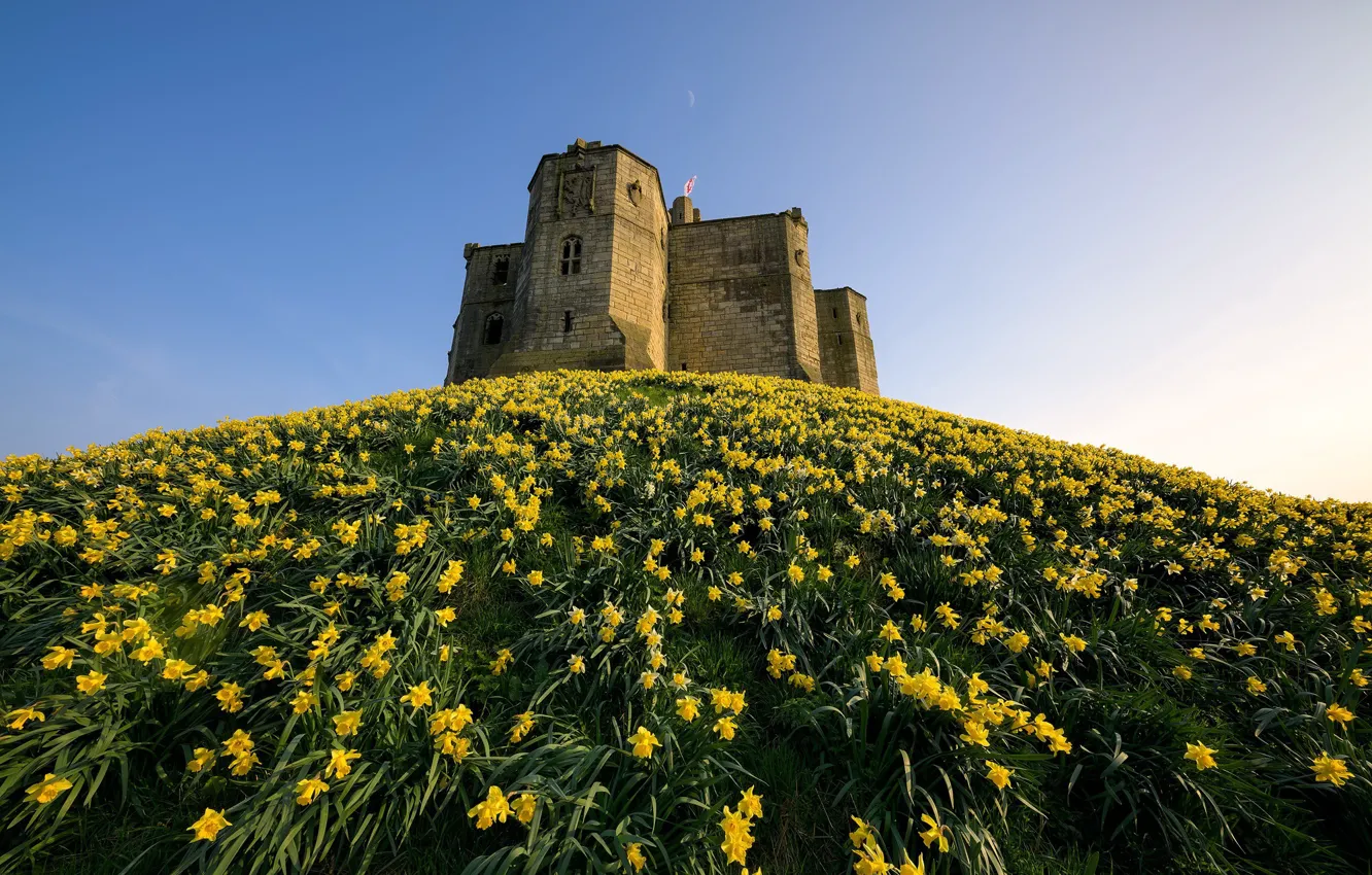 Photo wallpaper England, Narcissus, Ruined, Daffodil Castle