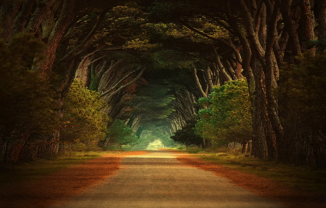 Photo wallpaper road, trees, alley