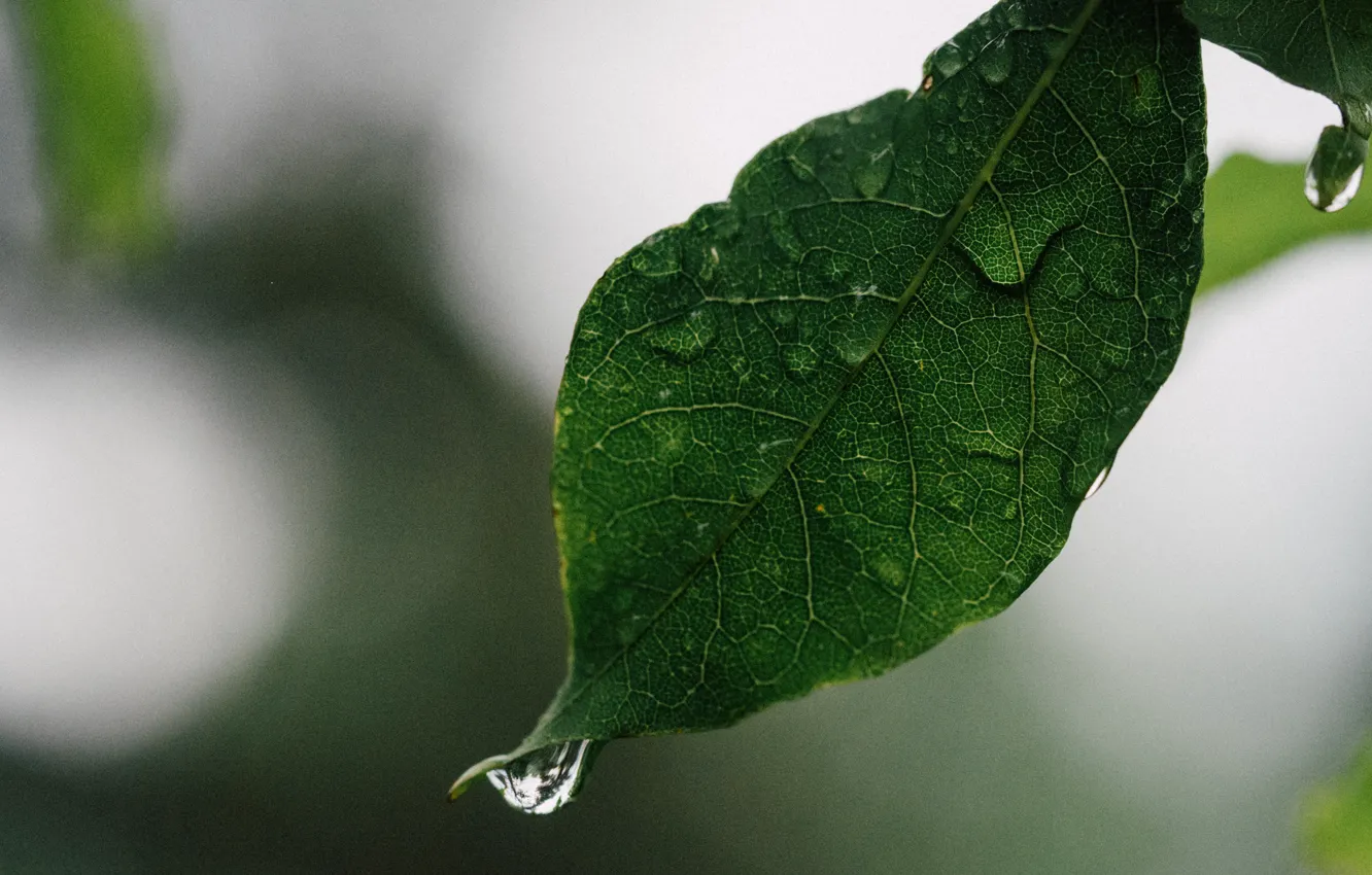 Photo wallpaper drops, macro, sheet, leaf, drop of water, water droplet