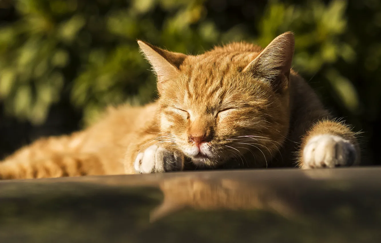 Photo wallpaper cat, red, sleeping