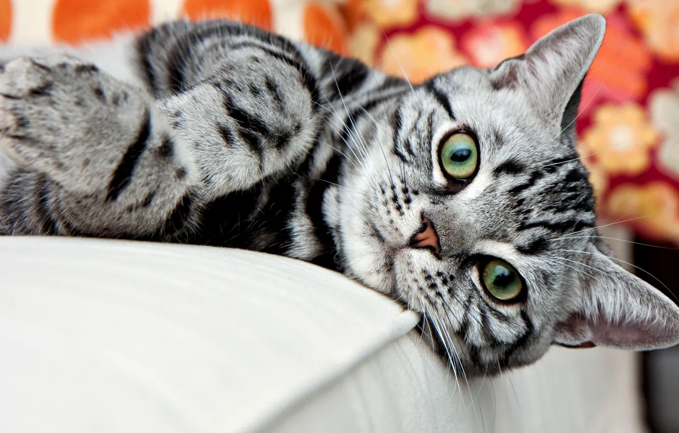 Photo wallpaper cat, look, striped, American Shorthair