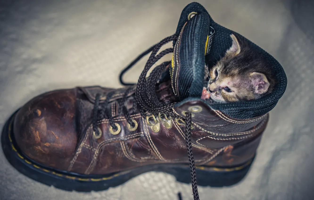 Photo wallpaper shoes, kitty, laces, conveniently, got