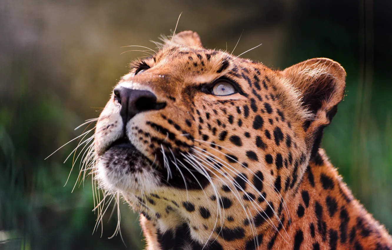 Photo wallpaper eyes, up, leopard, looks