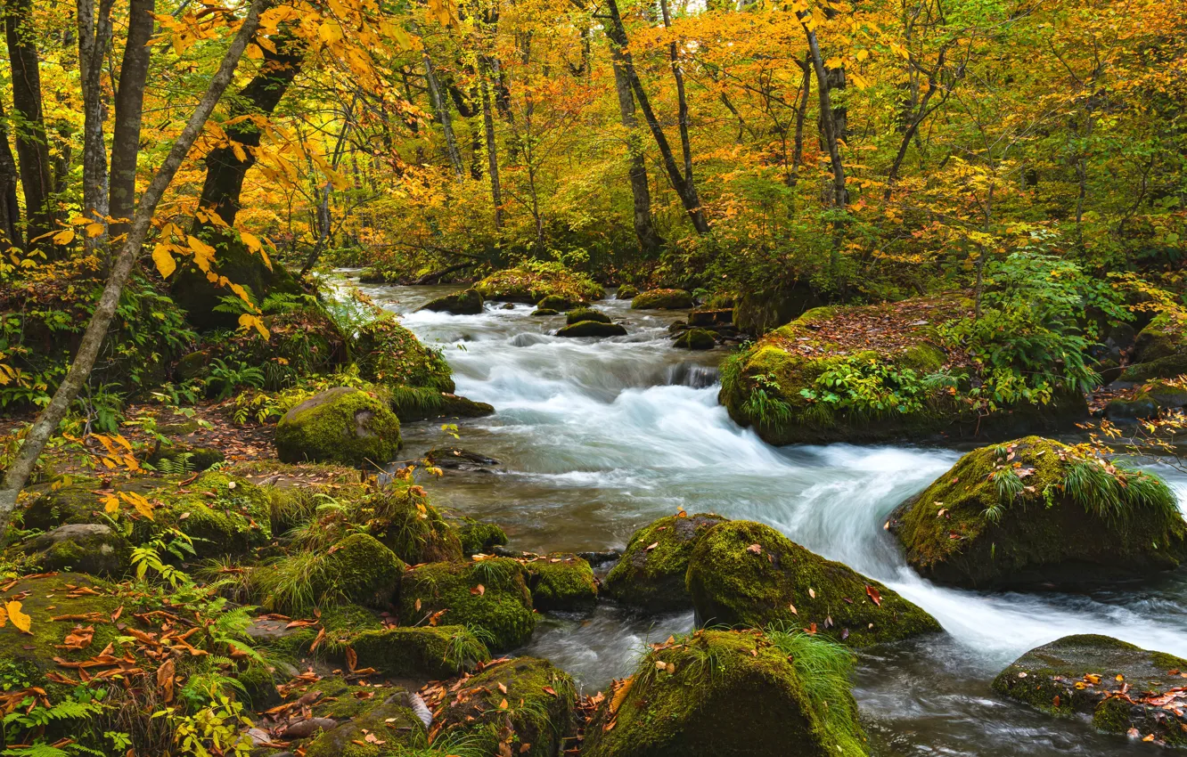 Photo wallpaper autumn, forest, leaves, trees, branches, stream, stones, foliage