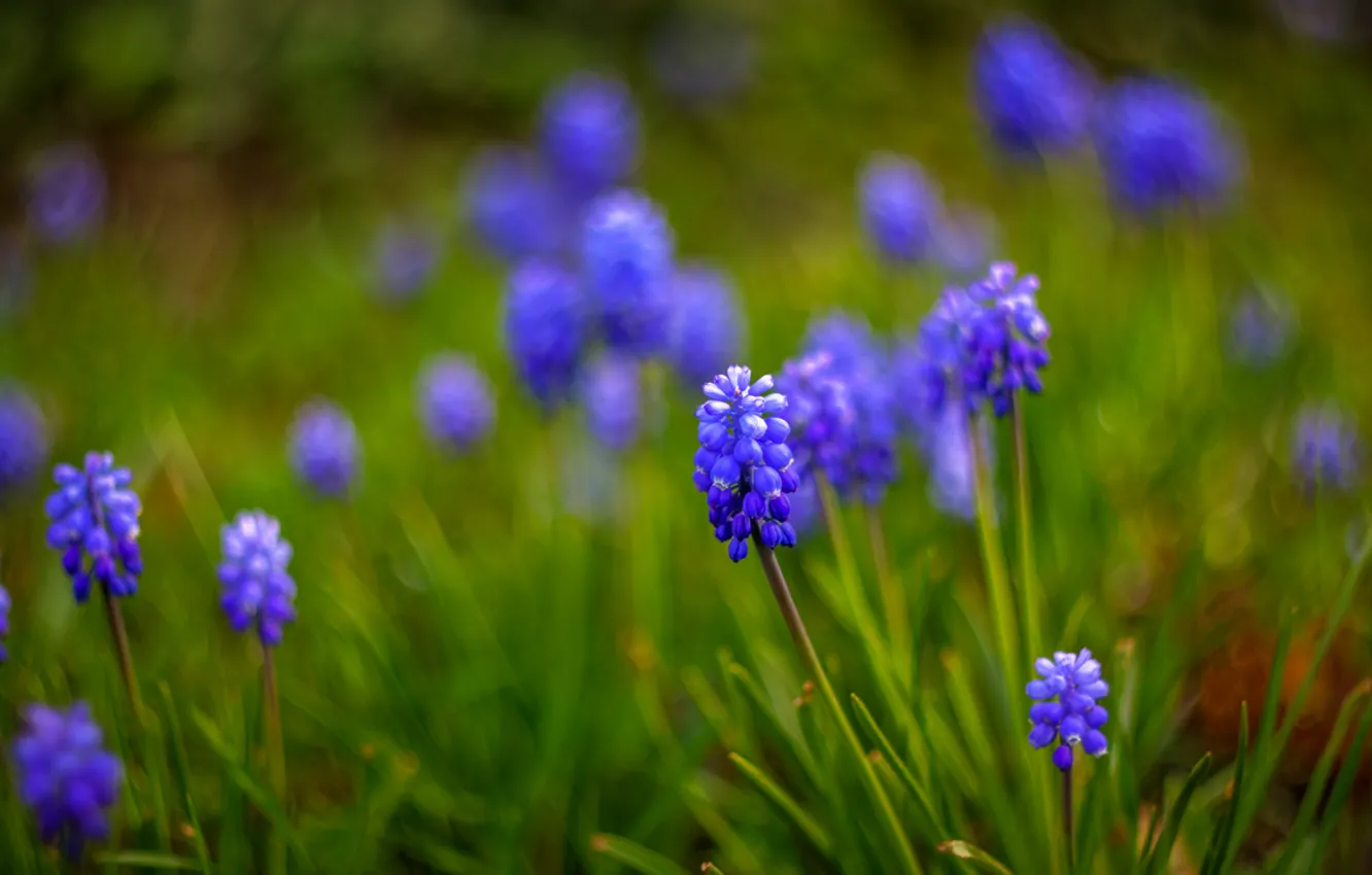 Photo wallpaper macro, flowers, blur, blue, Muscari