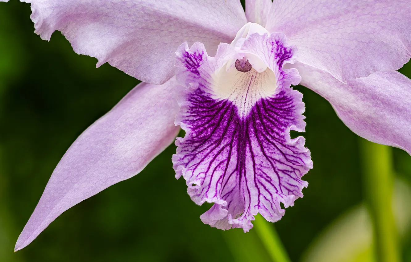 Photo wallpaper flowers, Orchid, Lilac flower