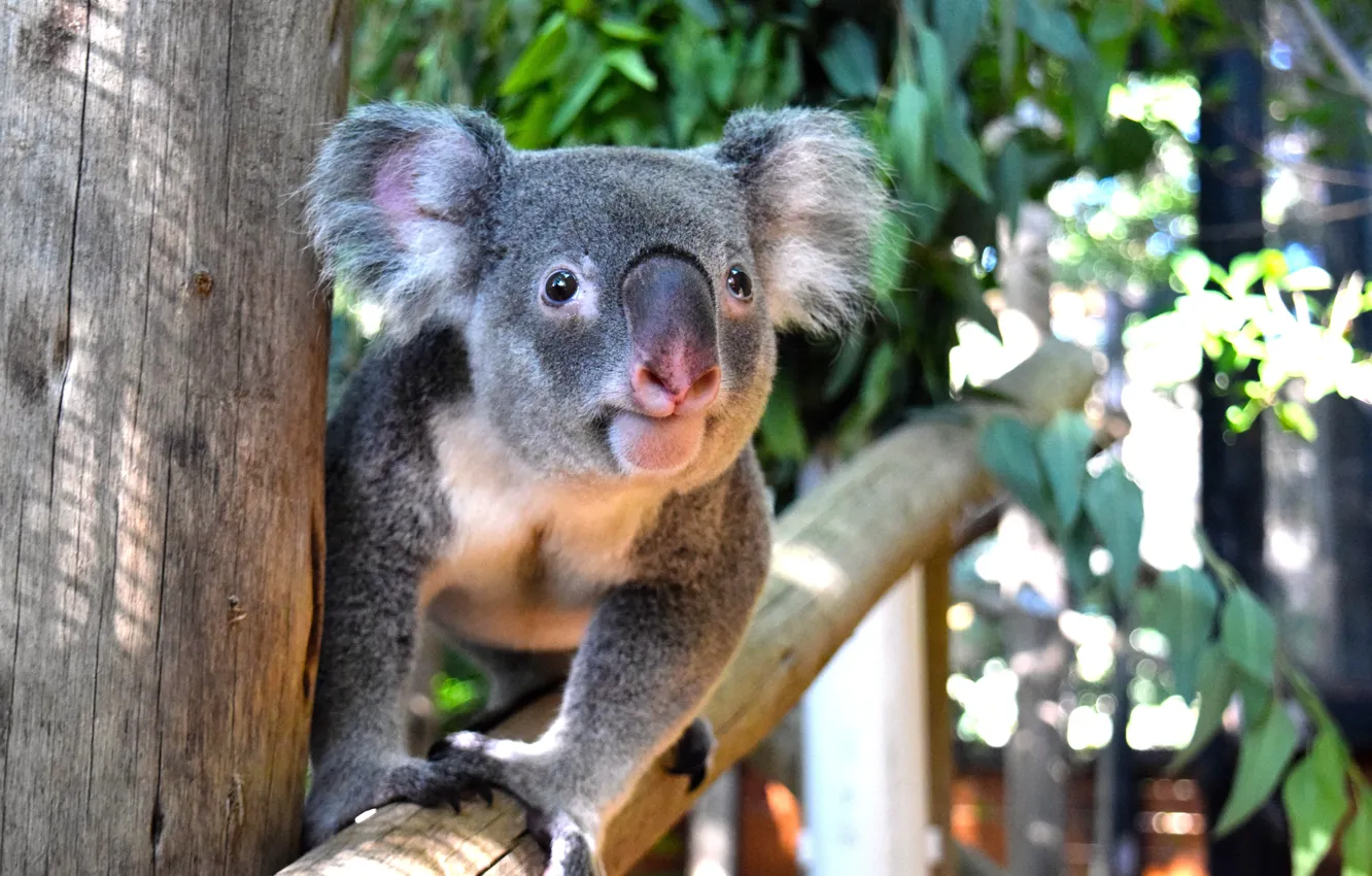 Photo wallpaper look, face, FL, USA, Koala, Florida, koala, Palm Beach Zoo