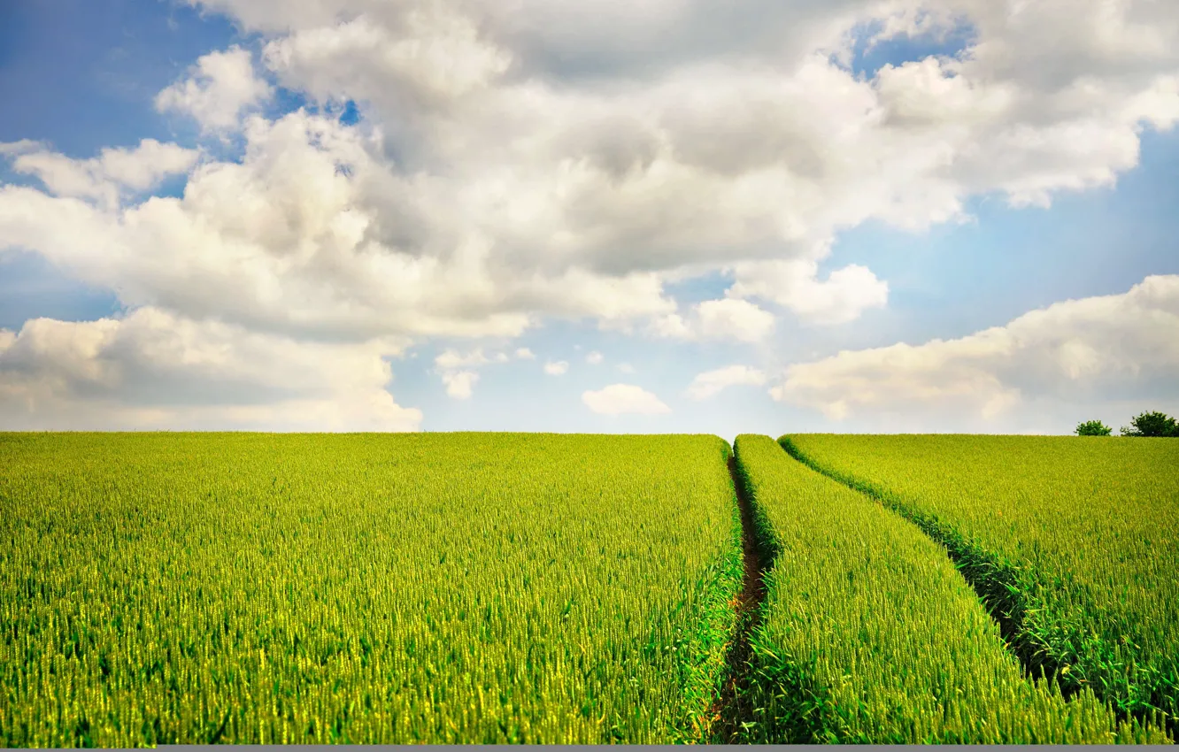 Photo wallpaper road, field, the sky, traces, nature, road, sky, landscapes