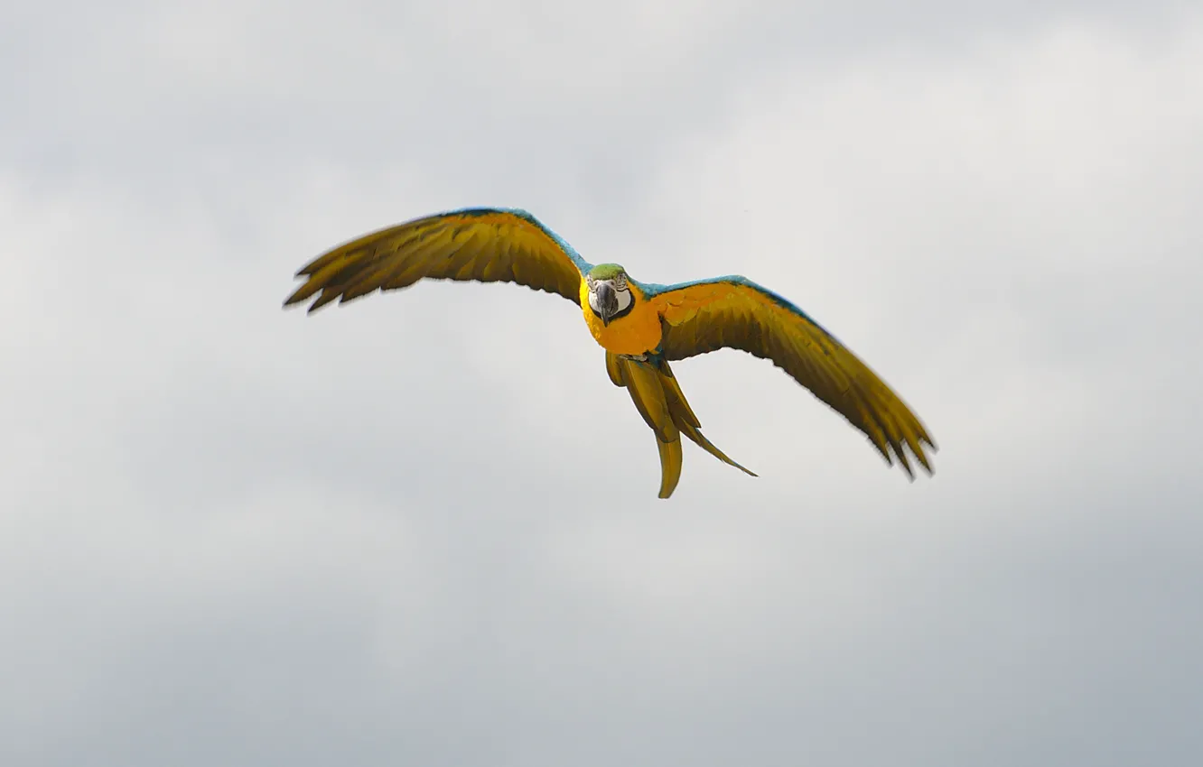 Photo wallpaper flight, background, wings, parrot
