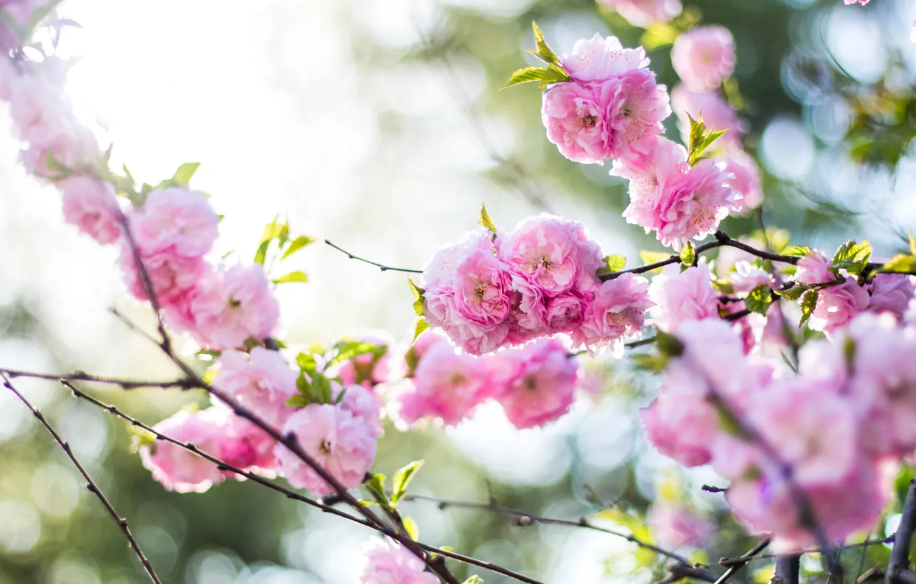 Photo wallpaper flowers, nature, pink, branch, spring, Sakura, flowering