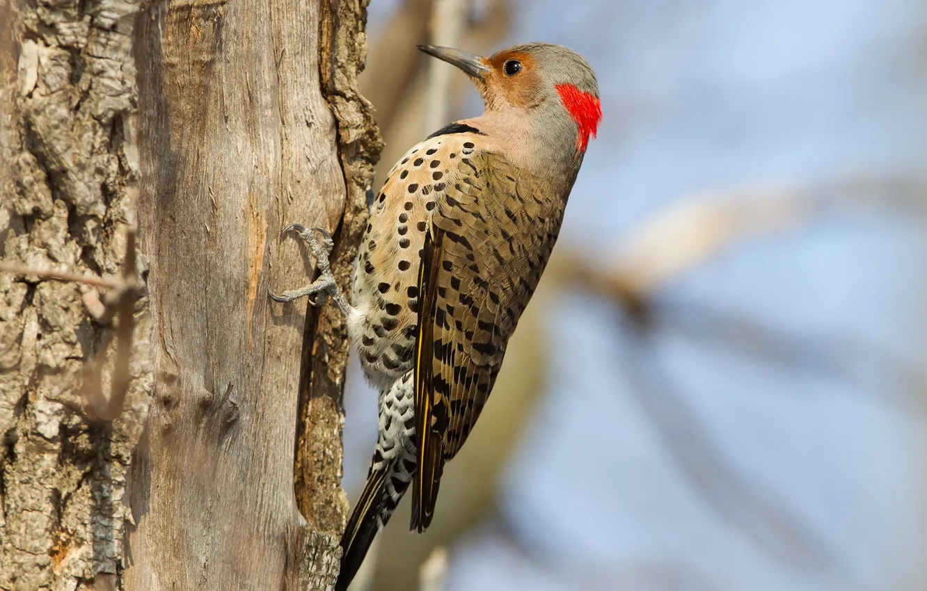Photo wallpaper tree, bird, beak, woodpecker, tail