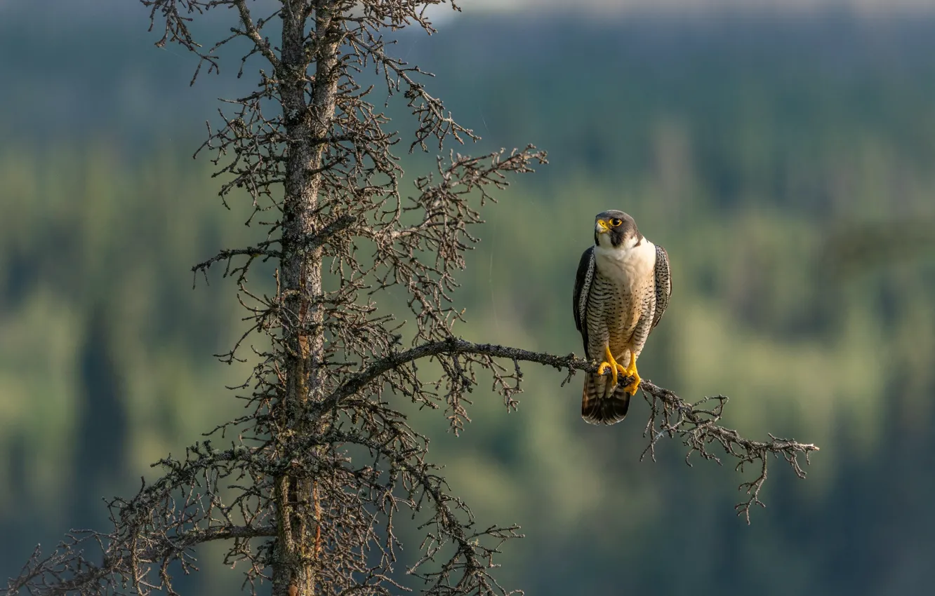 Photo wallpaper trees, branches, bird, Falcon, pine, predatory, blurred background, Dry
