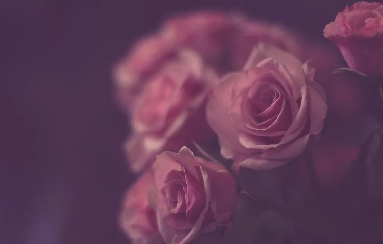 Photo wallpaper flowers, roses, petals