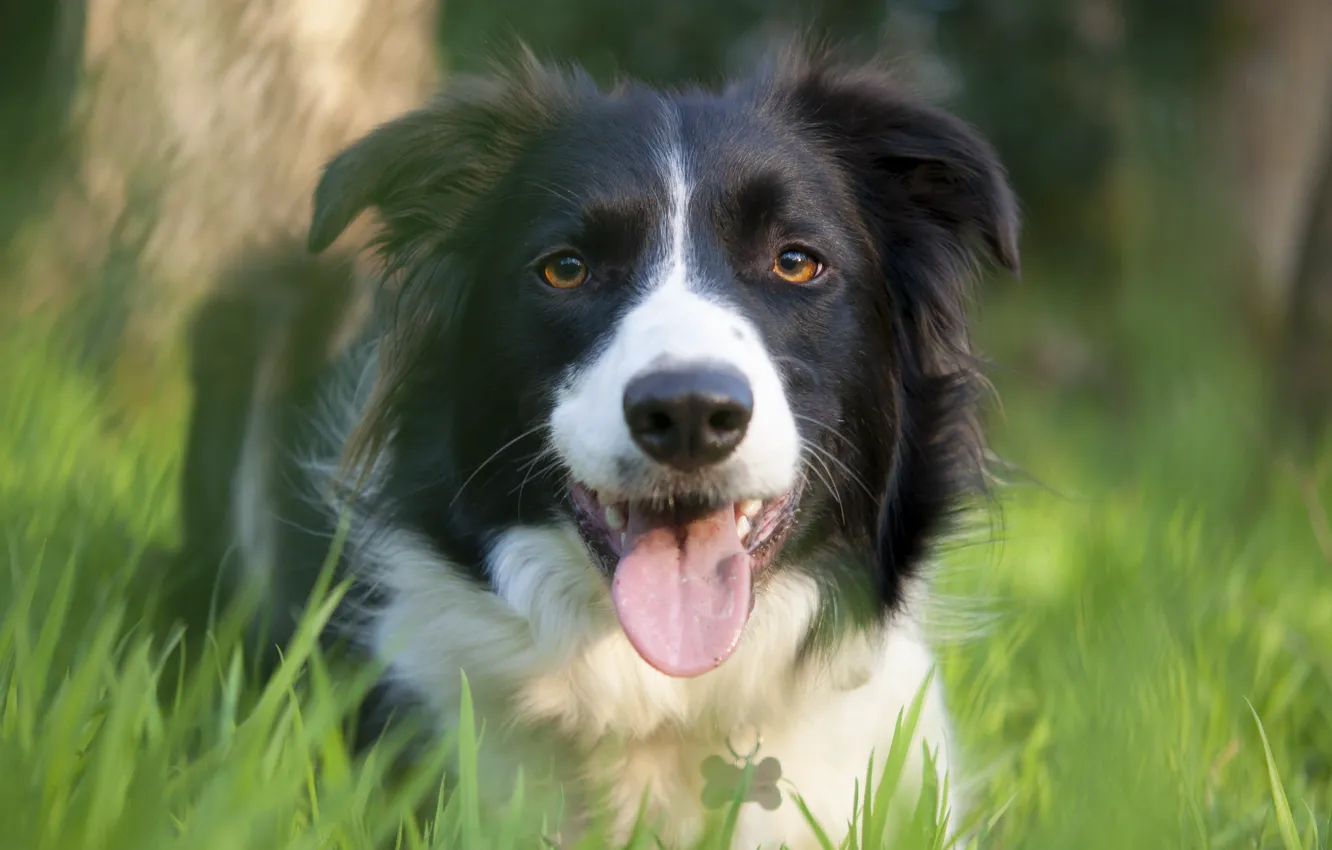 Photo wallpaper nature, each, dog