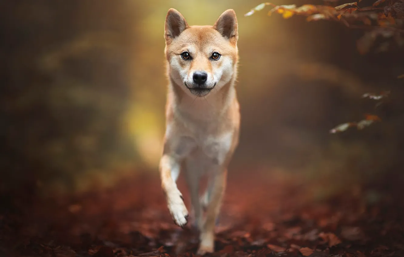 Photo wallpaper autumn, look, leaves, nature, pose, background, dog, walk