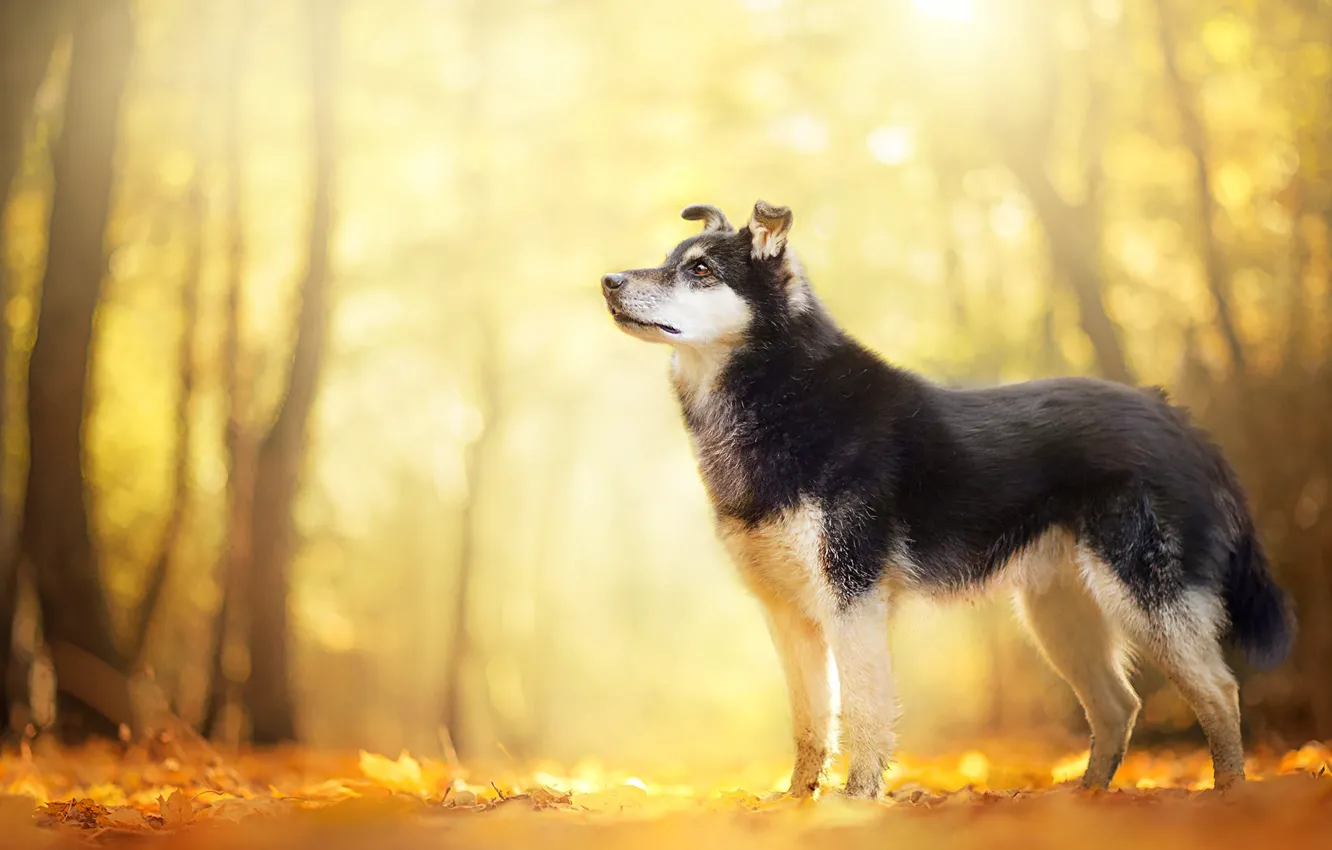 Photo wallpaper look, each, dog