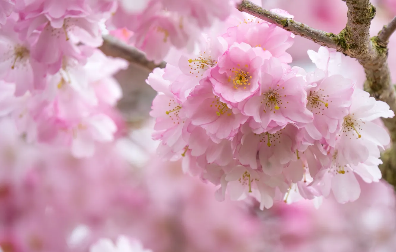 Photo wallpaper pink, spring, Sakura