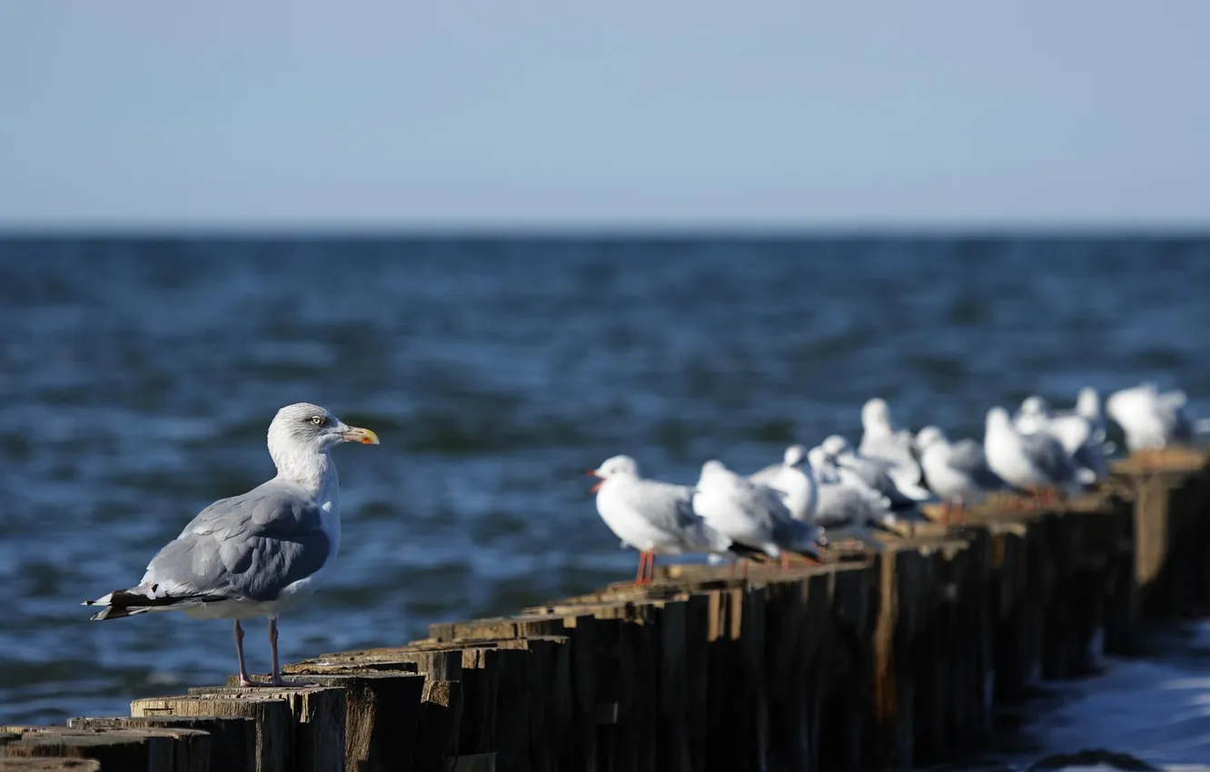 Photo wallpaper birds, nature, seagulls, nature, birds, sitting, sitting, Herring Gull