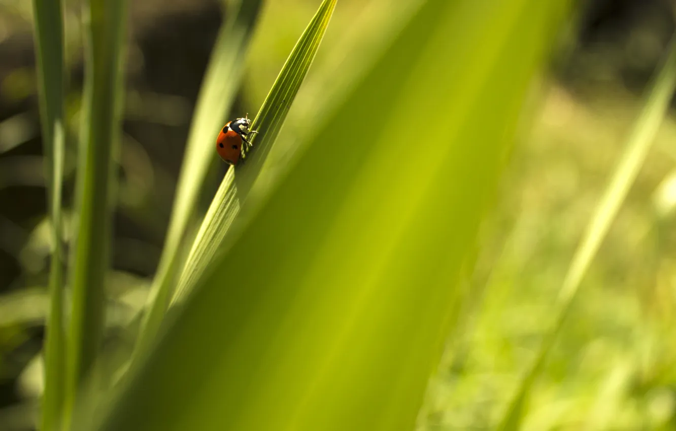 Photo wallpaper greens, green, background, insect.ladybug